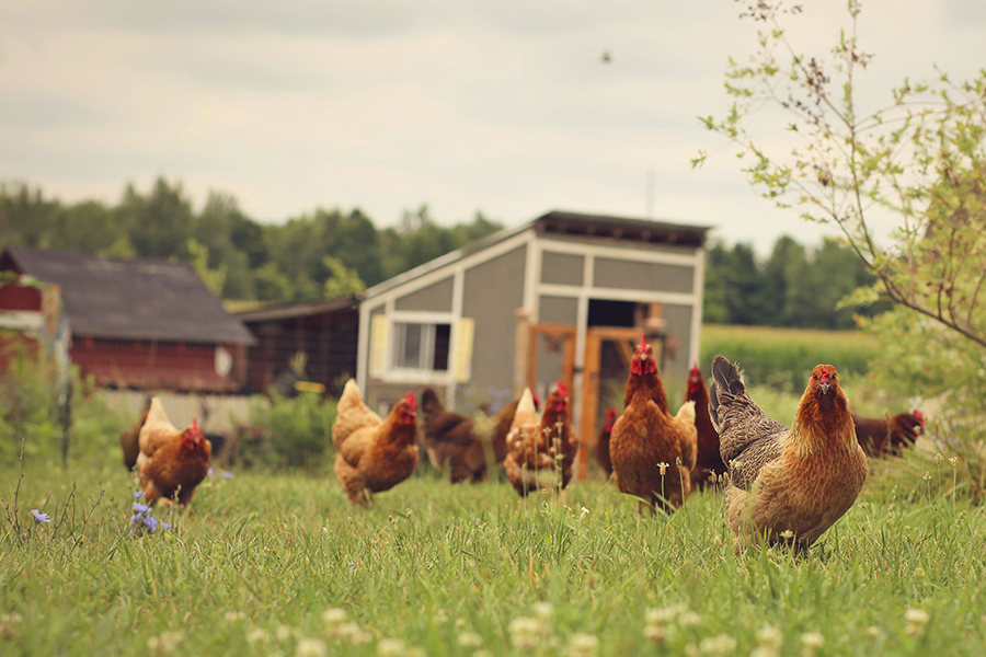 Metodi tecnici su come estendere il periodo di punta delle galline ovaiole